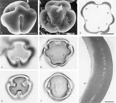 Image result for Nesphostylis holosericea