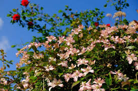 Jul 22, 2020 · for smaller gardens or potted plants, a more compact variety of clematis might be your preference. Clematis Montana Broughton Star Clematis Montana Broughton Star Growing Planting Caring