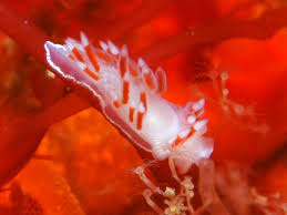 Image result for Selago albomarginata