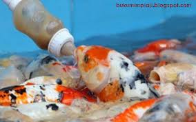 Jual ikan koi berkualitas terbaik dan tidak mengecewakan. 21 Arti Mimpi Tentang Ikan Koi Menurut Primbon Jawa Dan Islam Buku Mimpi