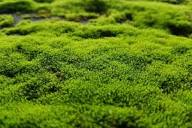9 Types of Moss for a Colorful, Textural Garden