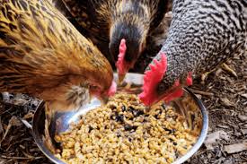 We did not find results for: Ini Dia Cara Hemat Membuat Pakan Ayam Bangkok Pak Tani Digital