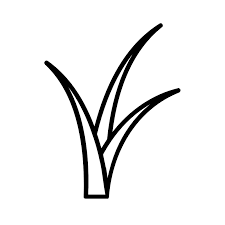 Image result for Cyperus zollingeri