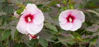 Image result for Hibiscus fuscus