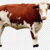 Apa yazır ki, qurban yetirmişli xəzərdə çoxlu palçıq vulkanı olduğunu deyib: Https Encrypted Tbn0 Gstatic Com Images Q Tbn And9gcr64audb6gfgutow5hcpbejb7x3ber1eta0hd3vqzm Usqp Cau