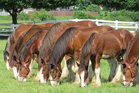 In 1866, the first belgian arrived on american soil. Belgian Draft Horse Vs Clydesdale Horses Foals