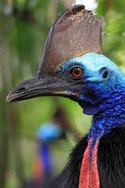 Australian Cassowary Casuarius Casuarius In Far North Queensland C Christian Ziegler Cassowary Rainforest Animals Australian Fauna