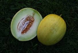 Im eigenen garten müssen sie die pflanzen der honigmelone im frühjahr rechtzeitig vorziehen, wenn sie bis zum herbst reife früchte ernten möchten. Gartenzone Melonen Im Nutzgarten Sortenerfahrungen Und Sortenempfehlungen