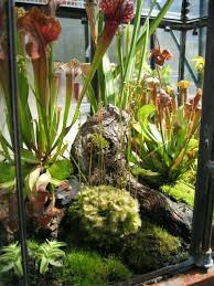 Some carnivorous plants thrive in terrariums. Venus Fly Trap Carnivorous Plant Carnivorous Plants Terrarium Unusual Plants Carnivorous Plants