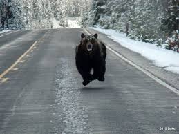Image result for man being chased by bear