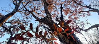 Image result for Pericopsis angolensis