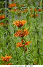 Image result for Leonotis nepetifolia