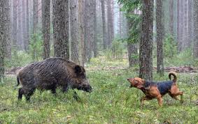 Action de chasse aux sangliers. Loire Atlantique La Chasse Autorisee Sous Certaines Conditions Durant Le Confinement Actu Nantes
