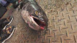 Megabass evoluzion #shimano antares #妻管系手作路亞研究所搖擺鴿#giantsnakehead #小盾鱧#魚虎. é­šè™Žå‡ºæ²' æˆ'å€'çš„å³¶