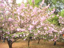 Remove weeds and grass from the surrounding area, then dig a square hole as deep as. F L O W E R I N G C H E R R Y T R E E S Zonealarm Results