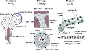 (b) in this micrograph of the osteon, you can clearly see the concentric lamellae and central canals. Biopolymers As Bone Substitutes A Review Biomaterials Science Rsc Publishing