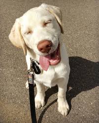My Anime Puppy I Love This Face He His Making And Several People Pointed Out It Makes Him Look Like An Anime C Cute Animal Pictures White Labrador Anime Puppy