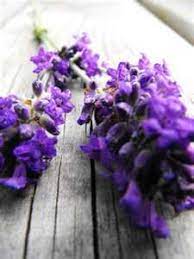 Keen Empower Your Soul With Divine Love Light Flower Essence Lavender And It S Healing Message Lavender Flowers Beautiful Flowers Flowers