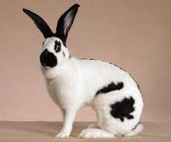 American Checkered Giant Giant Rabbit Rabbit Breeds Rabbit