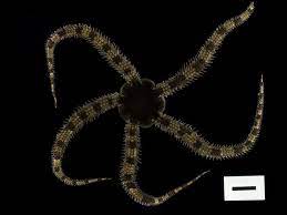 クモヒトデの解剖 - 公益財団法人 黒潮生物研究所ブログ