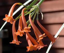 Image result for Cyrtanthus galpinii