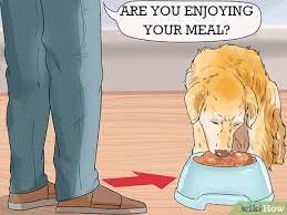 4 Ways To Get Your Dog To Stop Growling At You When Eating