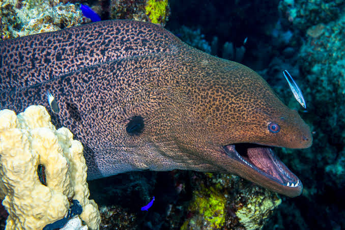 Giant moray • Gymnothorax javanicus • Fish sheet