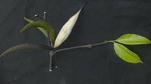 Image result for Malouetia