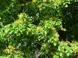 Image result for Pterocarpus lucens