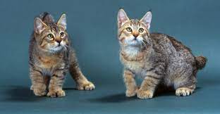 Pixie Bob Cat A Comprehensive Guide From The Happy Cat Site