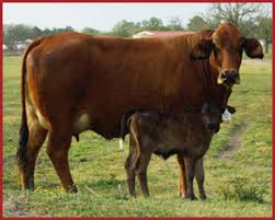 You'll have access to important at alibaba.com you'll have a large selection of brahman cattle to choose from. F1 Program Santa Elena Ranch Red Brahman Cattle In Texas
