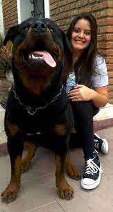 Check spelling or type a new query. 12 Rottweiler Puppies For Sale Ideas Rottweiler Dog Rottweiler Puppies Puppies