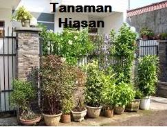 Temui pasu yang sempurna untuk pokok anda: Pokok Hiasan Luar Rumah Desainrumahid Com