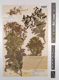 Image result for Atalaya alata