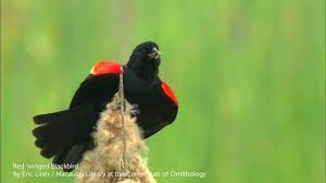 We did not find results for: Red Winged Blackbird Youtube