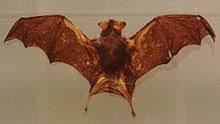 Maybe you would like to learn more about one of these? Bumblebee Bat Simple English Wikipedia The Free Encyclopedia