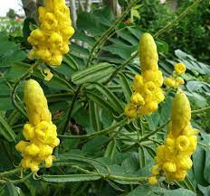 Candlestick Cassia Alata Golden Shrub Or Tree 15 30 100 500 Seeds Perennial Garden Bush Candle Plant Partial Shade Plants Plants