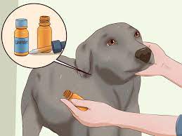 Yes, vacuuming does kill fleas and is effective at flea control! 3 Ways To Kill Fleas On Dogs Wikihow