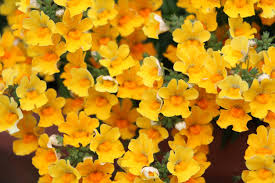 Image result for Nemesia zimbabwensis
