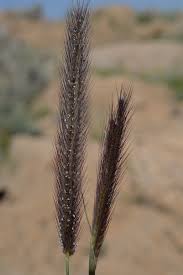 Image result for Tetrapogon tenellus