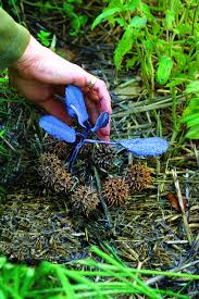 Long handled weed pullers pop dandelions out easily. 35 Pest And Disease Remedies Finegardening