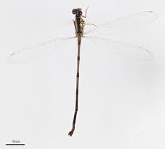 Image result for Inhambanella