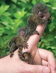 Pygmy Marmosets Are The Smallest Monkeys In The World Http Ift Tt 2kh0xkq Pygmy Marmoset Animals Beautiful Small Monkey
