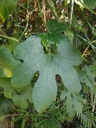 Image result for Cayaponia