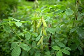Image result for Crotalaria torrei
