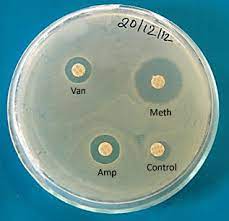 The antibacterial activities were assessed by the presence or absence of inhibition zones and mic values. Disc Diffusion Method Showing Antibiotic Susceptibility Of S Aureus Download Scientific Diagram