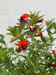 Image result for Cuphea