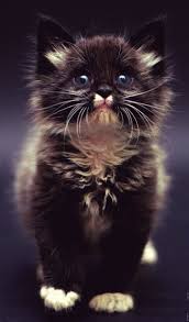 Sophia Thiel Mittelmeerquiche Aus Der Shape Januar 2019 Marry Sot Katt Hund Katt Morsomme Dyr