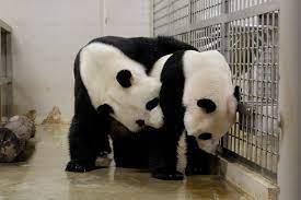 Female pandas only ovulate once a year in the spring, after which they have. Watch Giant Pandas Jia Jia And Kai Kai Showing Signs Of Mating Behaviour Coconuts Singapore