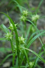 Image result for Carex johnstonii